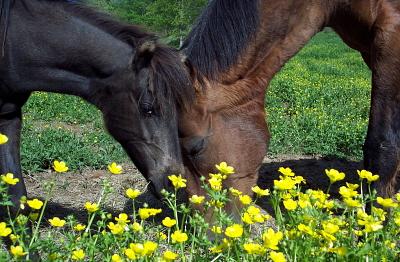 Caspian filly and highbred Ahkal-Teke share companionship