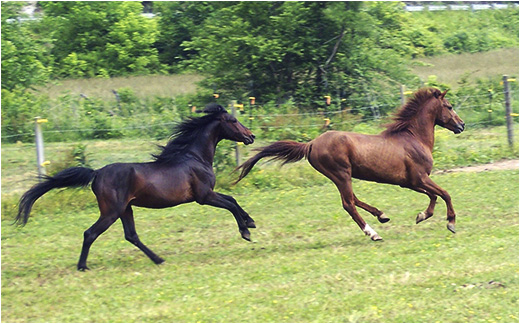 Caspian Mares at Tachara